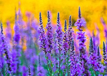 英雄联盟贝蕾亚怎么玩？LOL贝蕾亚技能连招顺序攻略