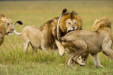 《黎明行者之血》两个吸血鬼角色人物介绍